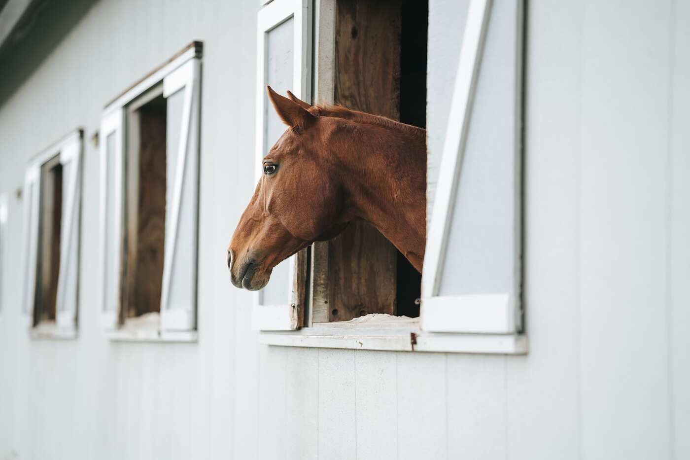 A horse looking out of a stable window