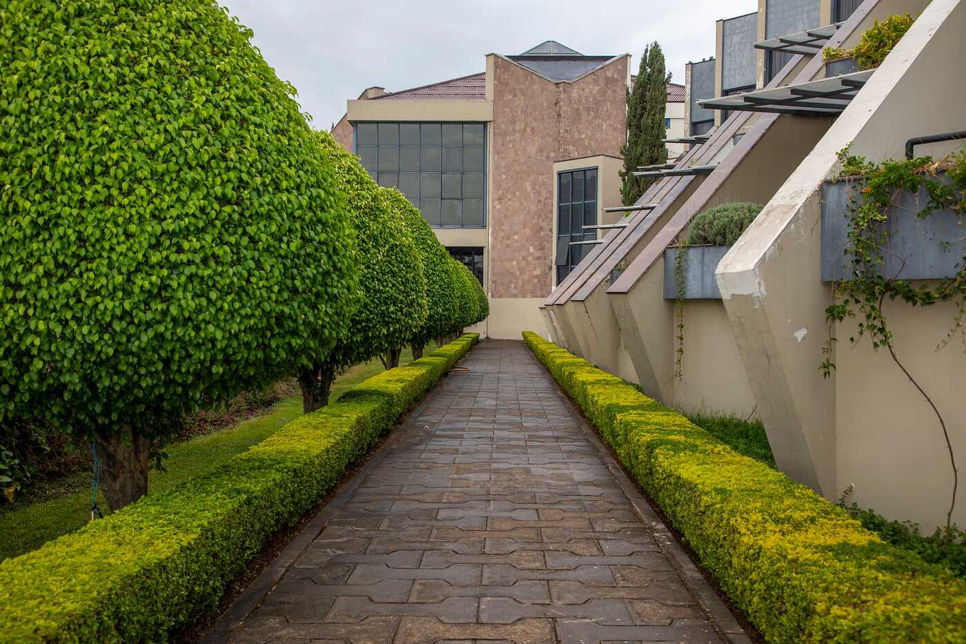 Clipped hedges along a path beside a building