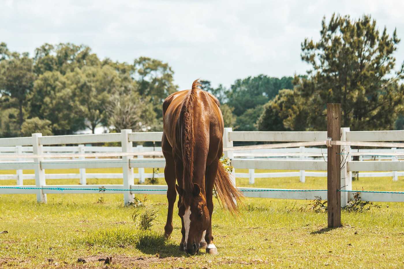 A horse grazing in a fenced pasture
