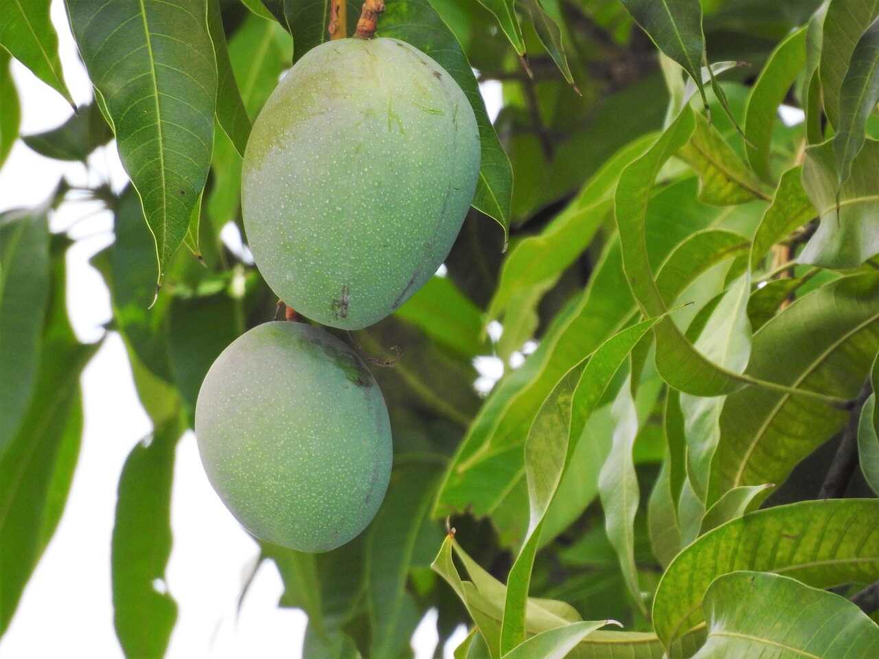 Mangoes hanging among the leaves of a tree