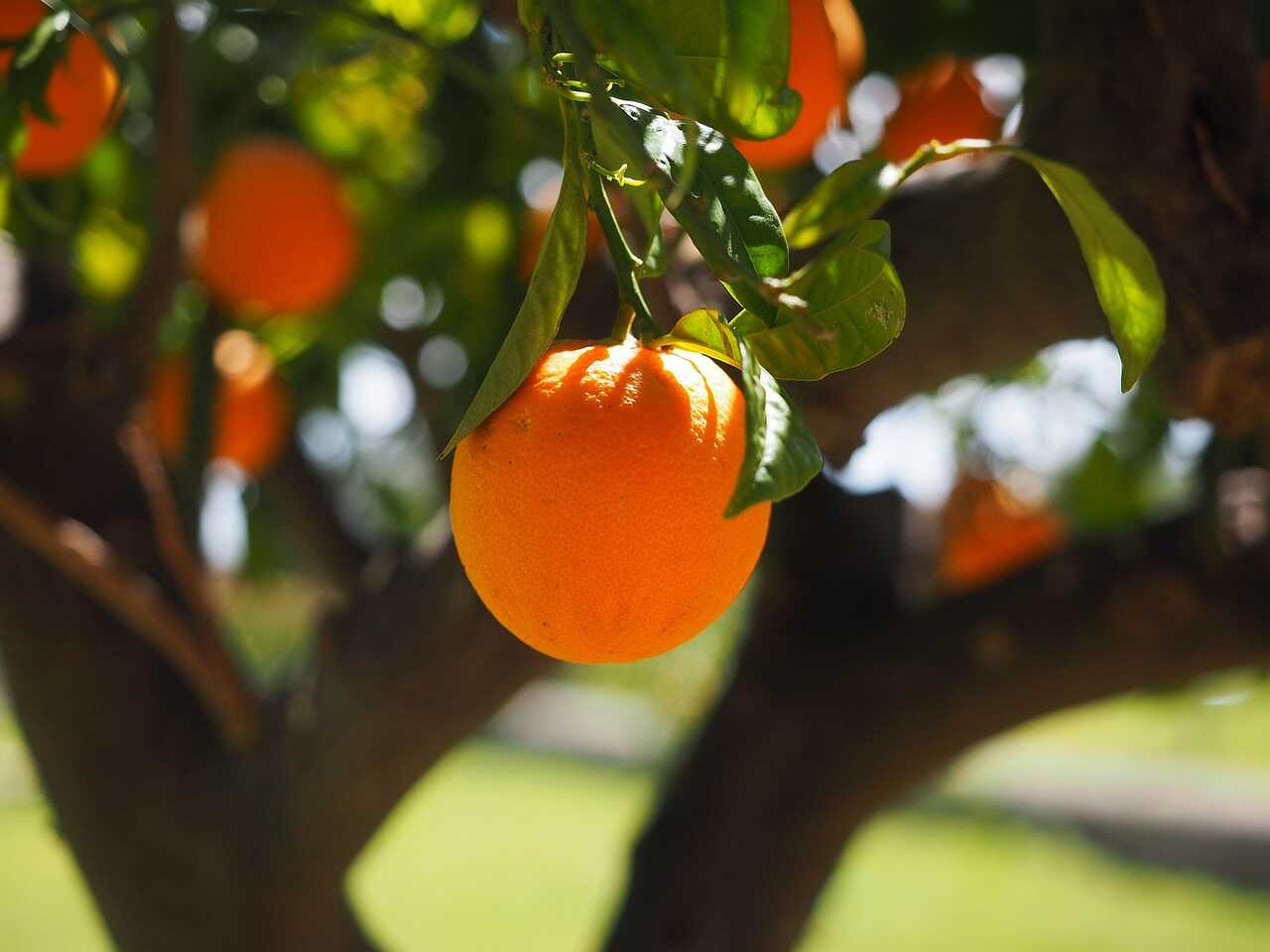 Oranges ripening on a yard tree
