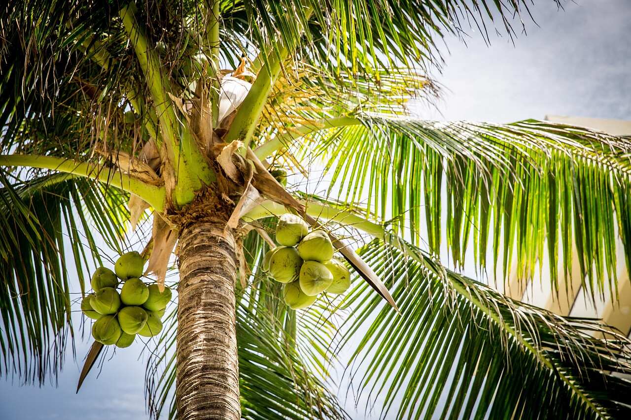 Palm fronds and green coconuts against a bright sky