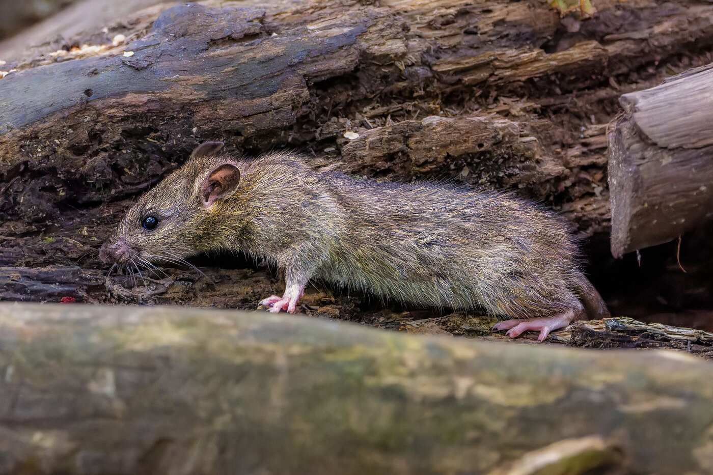 A rat on a fallen log