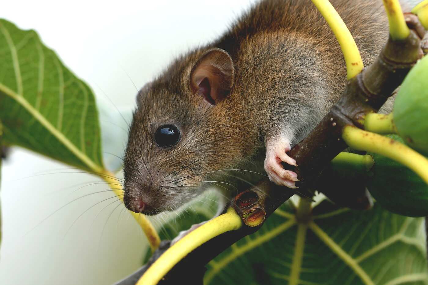 A rat on a tree branch surrounded by leaves