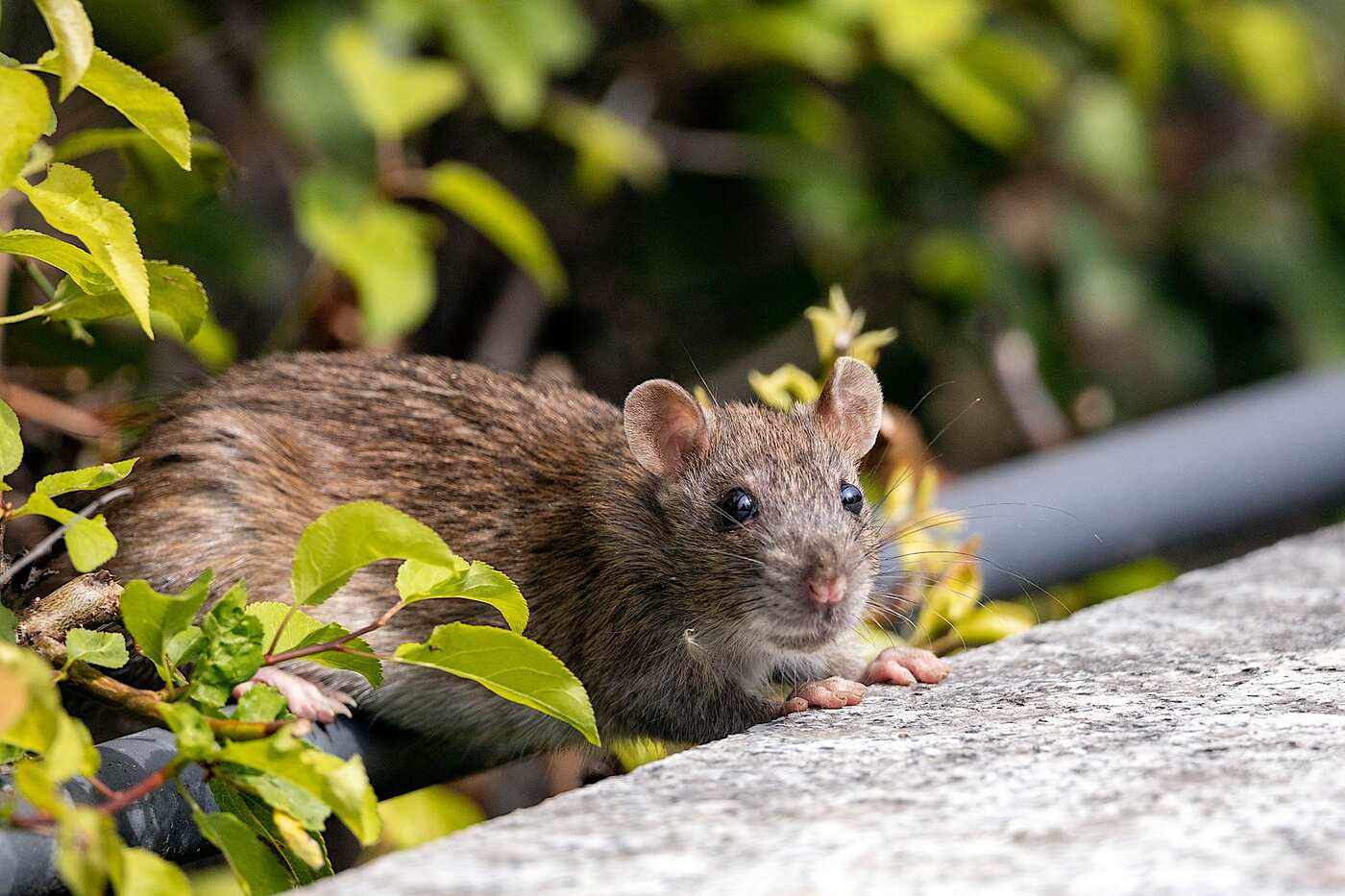 A brown rat among green foliage on a branch