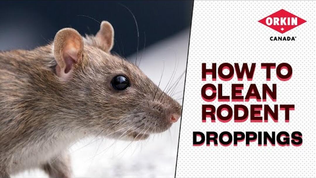 Video preview: How To Properly Clean Rat and Other Rodent Droppings