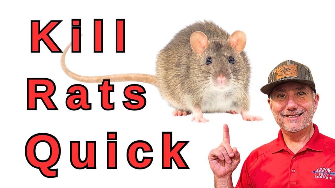 Video preview: Most Effective Rat Control Method Nobody Talks About